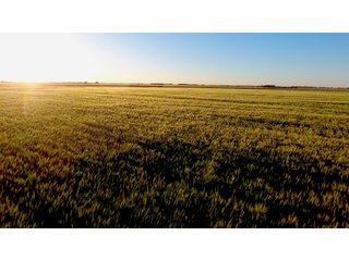 Tract 2 - Reno County, KS farmland - LAND AUCTION - 647+/- ACRES OFFERED IN 4 TRACTS IN RENO & EDWARDS COUNTY, KANSAS
